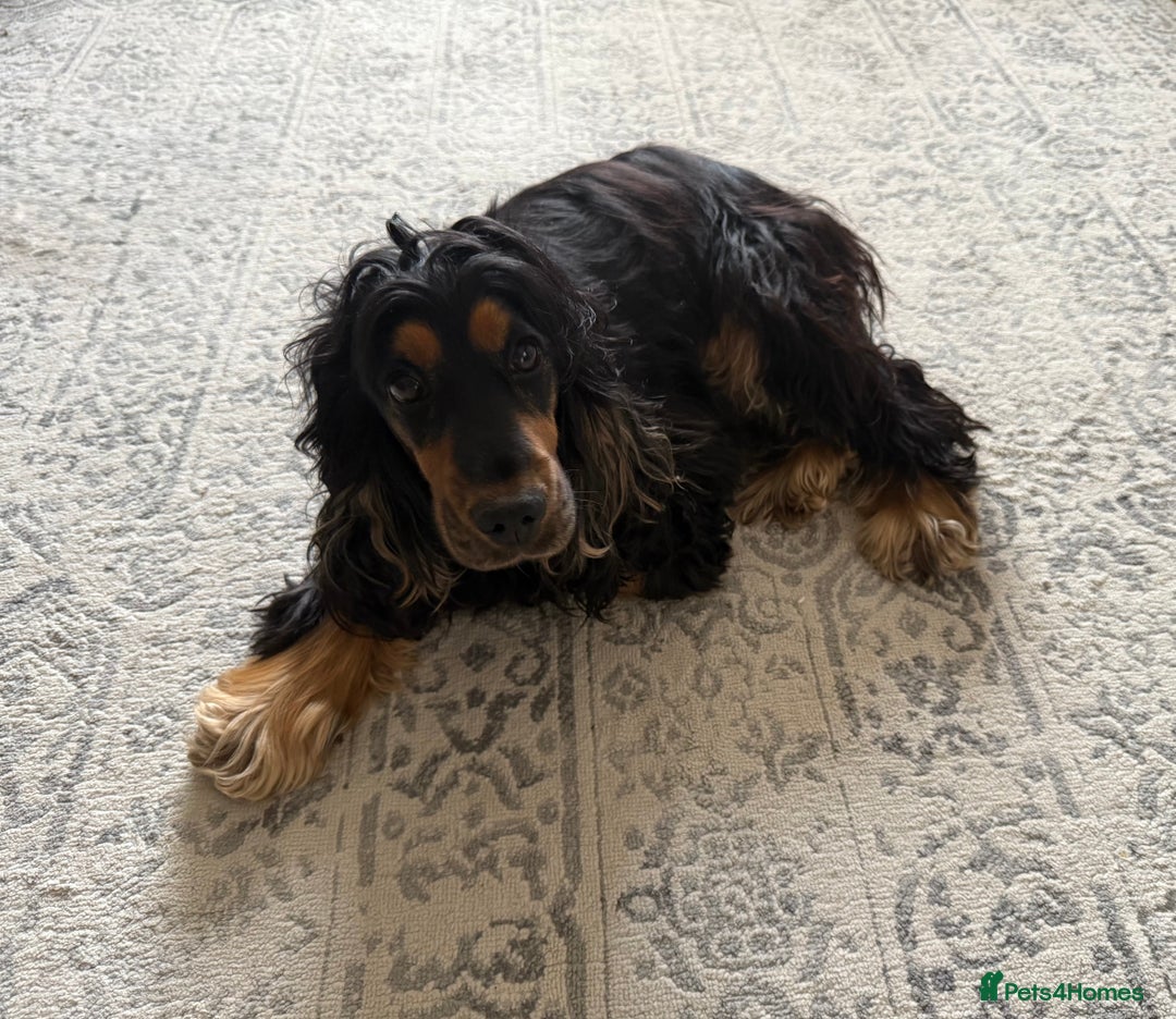Cocker Spaniel dogs for sale: Show Cocker Spaniel  - Image 6