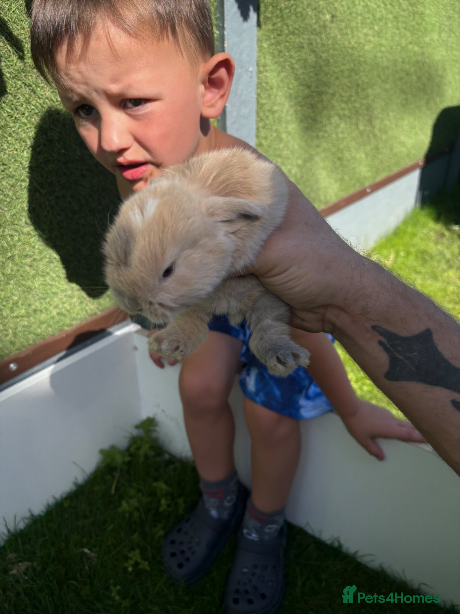 Mini Lop rabbits for sale: Mini lop babies - Advert 6
