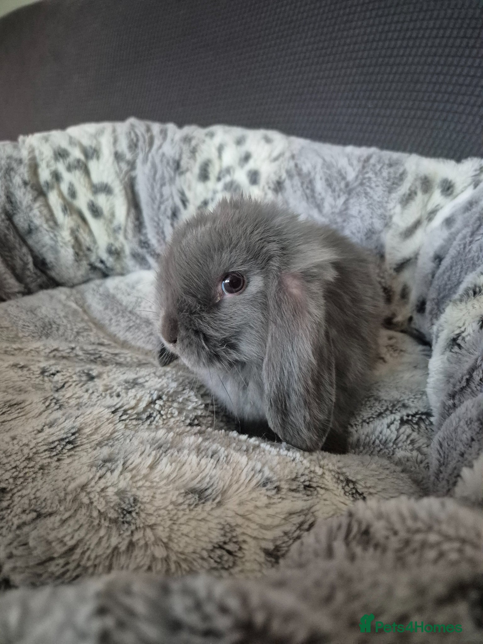 Dwarf Lop rabbits Male Dwarf lop  - Advert 1