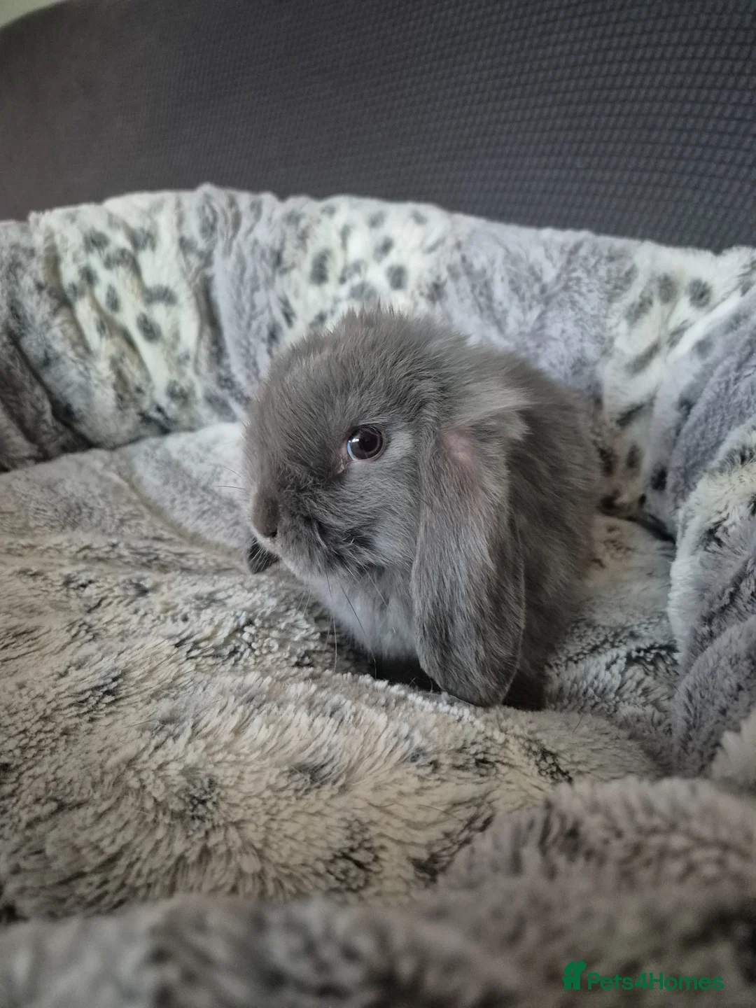 Dwarf Lop rabbits for sale: Male Dwarf lop  - Advert 1