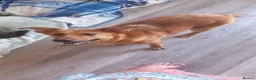 Mixed Breed dogs for adoption: ❤️🐶 YARA – THE GENTLEST LITTLE SOUL 🐶❤️ - Advert 12