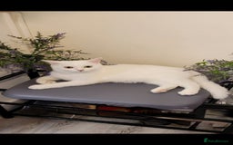 British Shorthair cats for sale: Striking snow white FLAMINGO BSH in London - Image 7