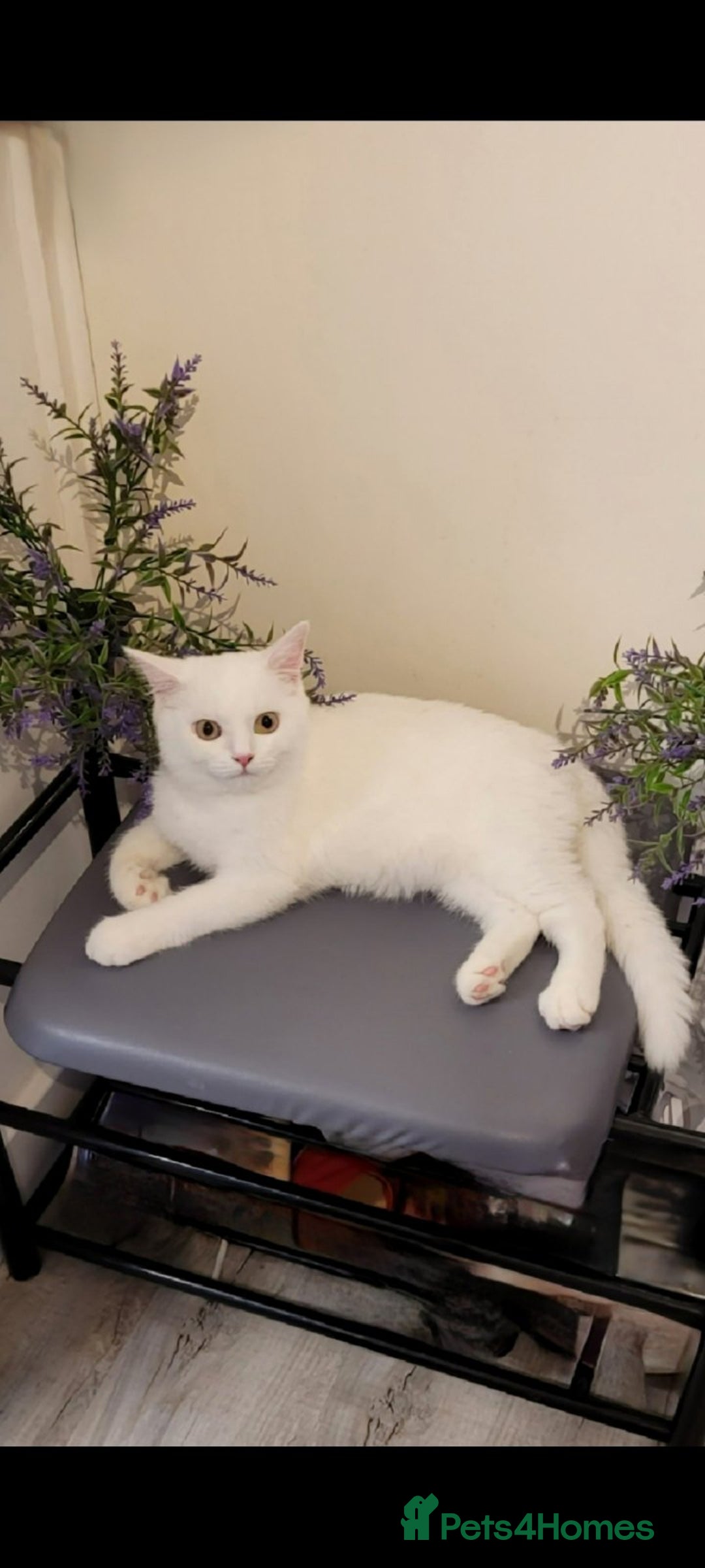 British Shorthair cats for sale: Striking snow white FLAMINGO BSH in London - Image 7