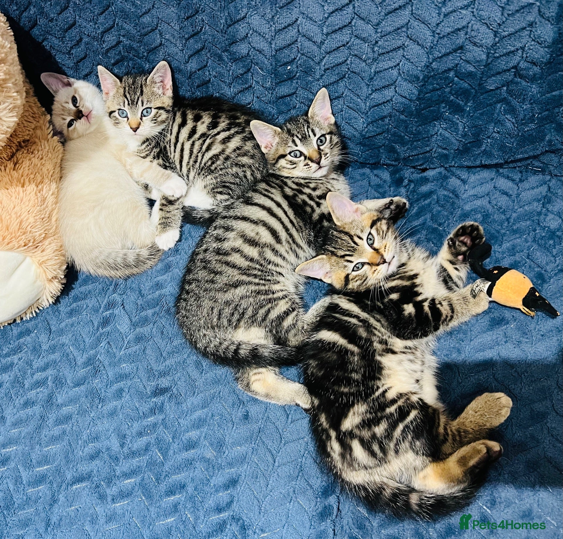 Mixed Breed cats Kittens  - Advert 2