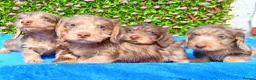 Miniature Dachshund dogs for sale: QUALITY MINI WIRES KC REG HEALTH TESTED PARENTS - Advert 10