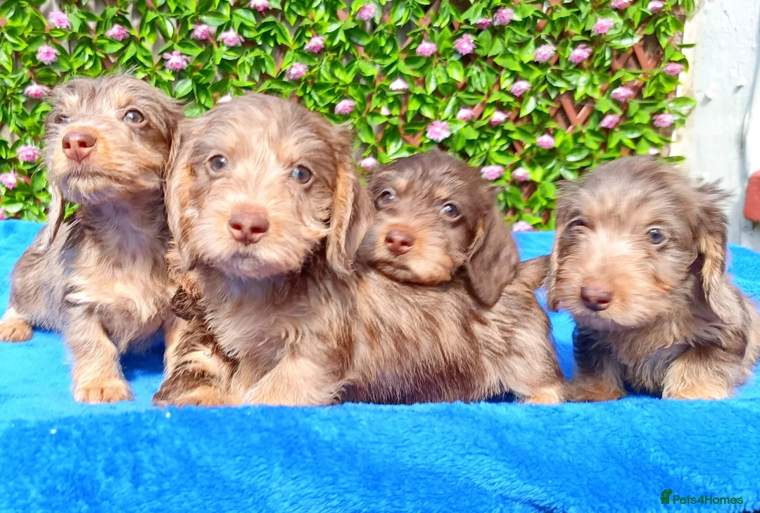 Miniature Dachshund dogs for sale: QUALITY MINI WIRES KC REG HEALTH TESTED PARENTS - Advert 10