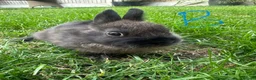 Netherland Dwarf rabbits for sale: Netherland Dwarf Rabbits For Sale - Advert 21