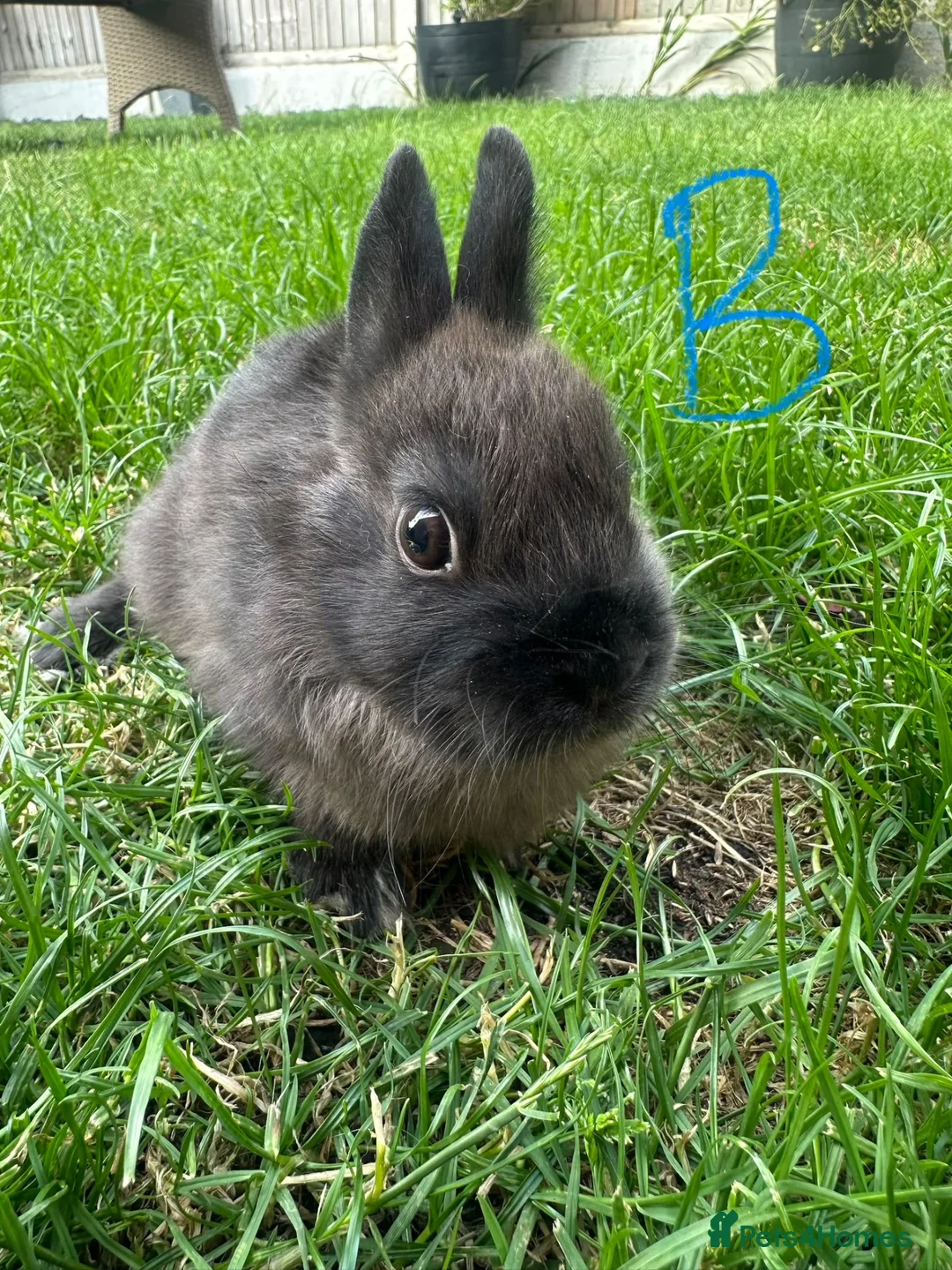 Netherland Dwarf rabbits for sale: Netherland Dwarf Rabbits For Sale - Advert 21