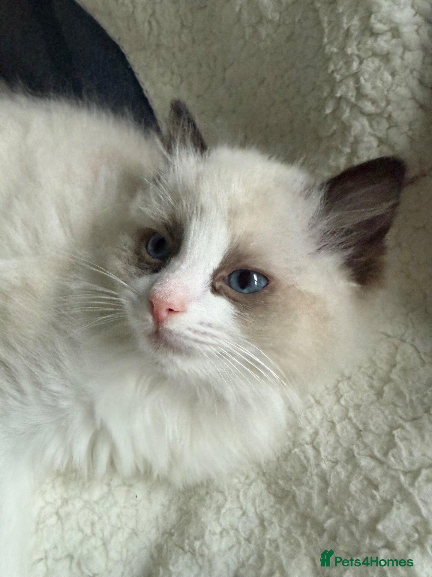 Ragdoll cats Ragdoll - Advert 2