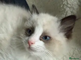 Ragdoll cats Ragdoll - Advert 2