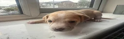 Mixed Breed dogs for sale: Mixed breed puppies in Rowley Regis - Advert 10