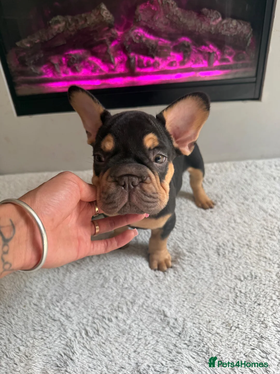 French Bulldog dogs for sale: French bulldog  - Advert 2