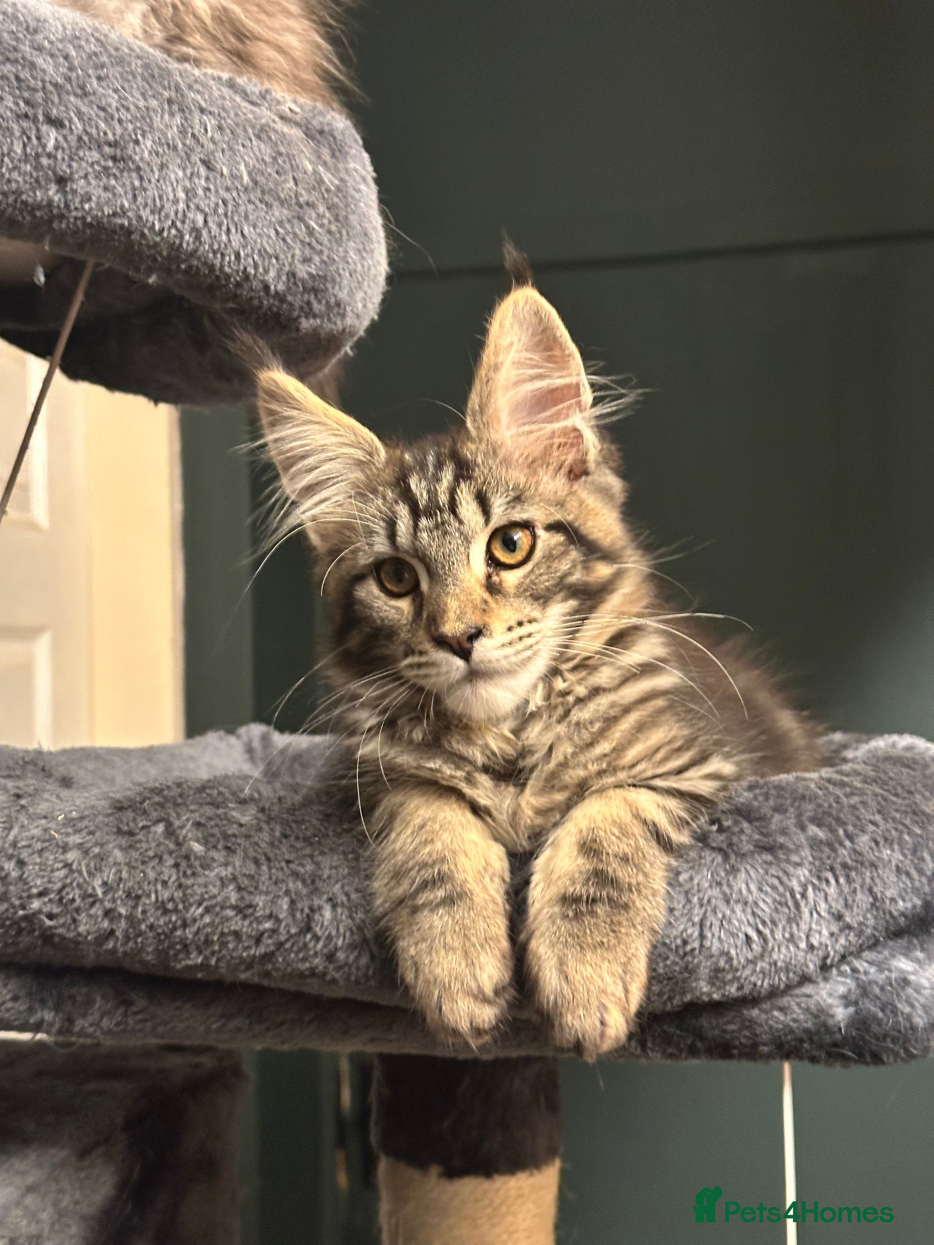 Maine Coon cats Tica Active Kittens ready now - Advert 9