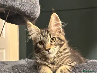 Maine Coon cats Tica Active Kittens ready now - Advert 9