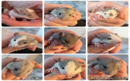 Rat rodents for sale: Rex and straight hairs beauties  - Image 1