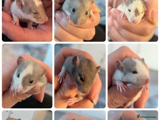 Rat rodents for sale: Rex and straight hairs beauties ready - Advert 2
