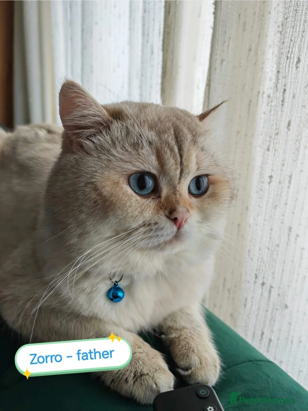 Scottish Fold cats for sale:     Beautiful Scottish Kittens for Reservation 🥰 - Advert 2