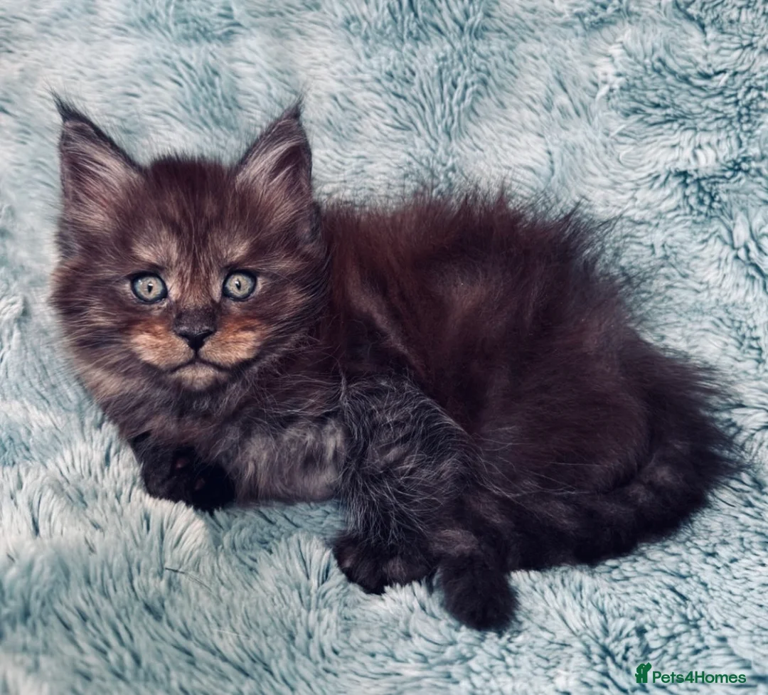 Maine Coon cats for sale: Beautiful large Maine Coon Kittens - Advert 22