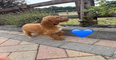 Cockapoo dogs - Advert 3