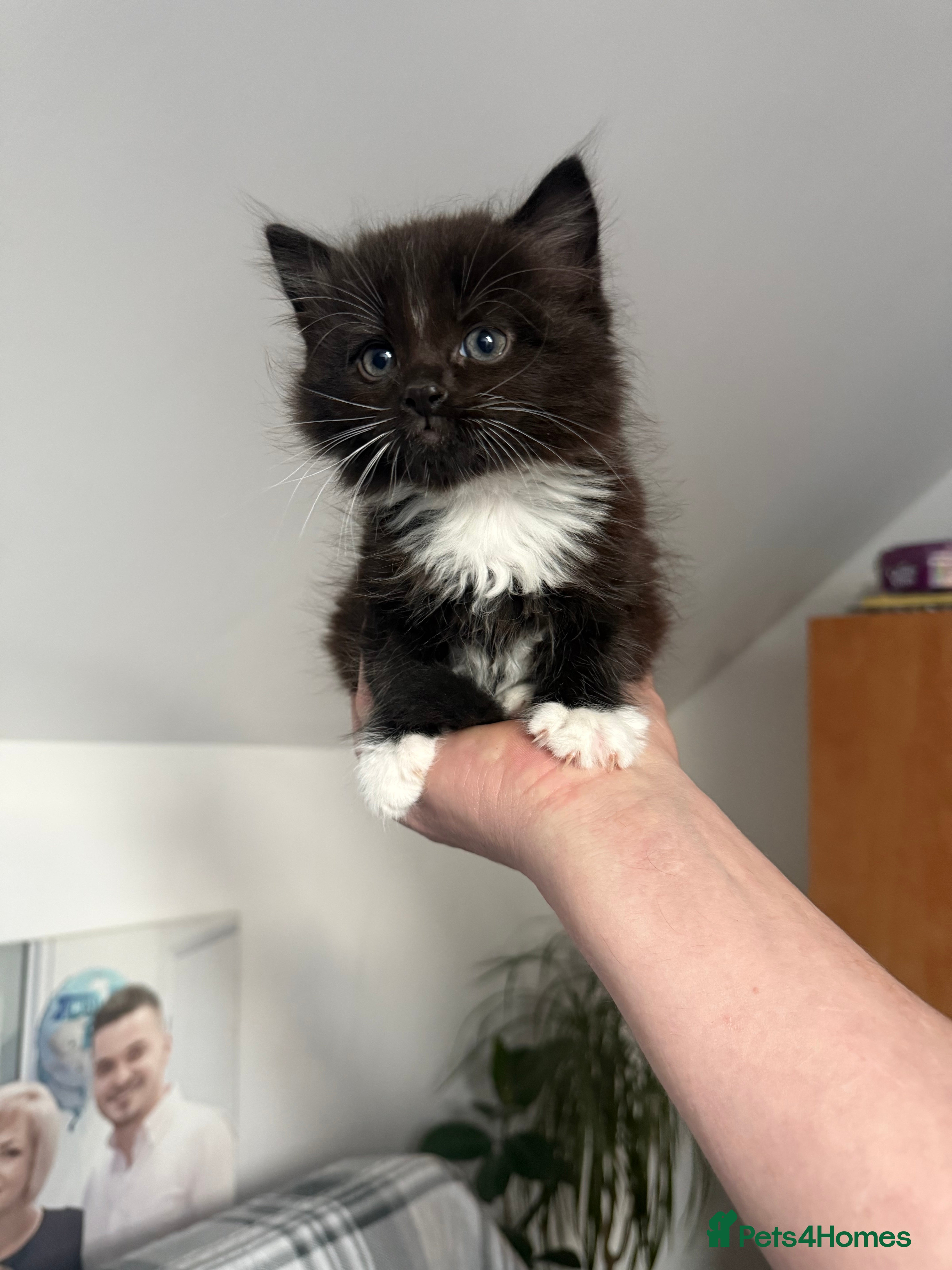 Mixed Breed cats Pepper - Advert 1