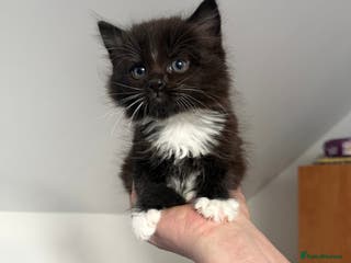 Mixed Breed cats Pepper - Advert 5