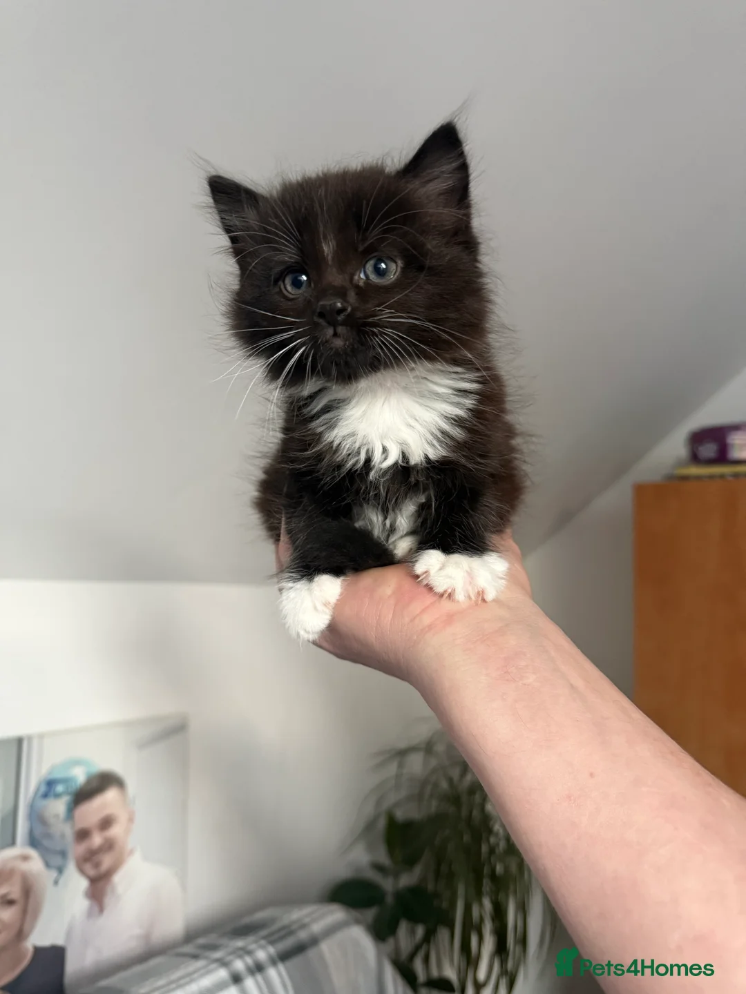 Mixed Breed cats for sale: Pepper - Advert 1