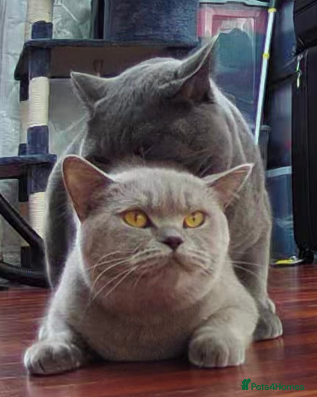 British Shorthair cats for stud: 🐾 Leo – Stunning GCCF BSH Stud Available Now 🐾 in Birmingham - Image 5