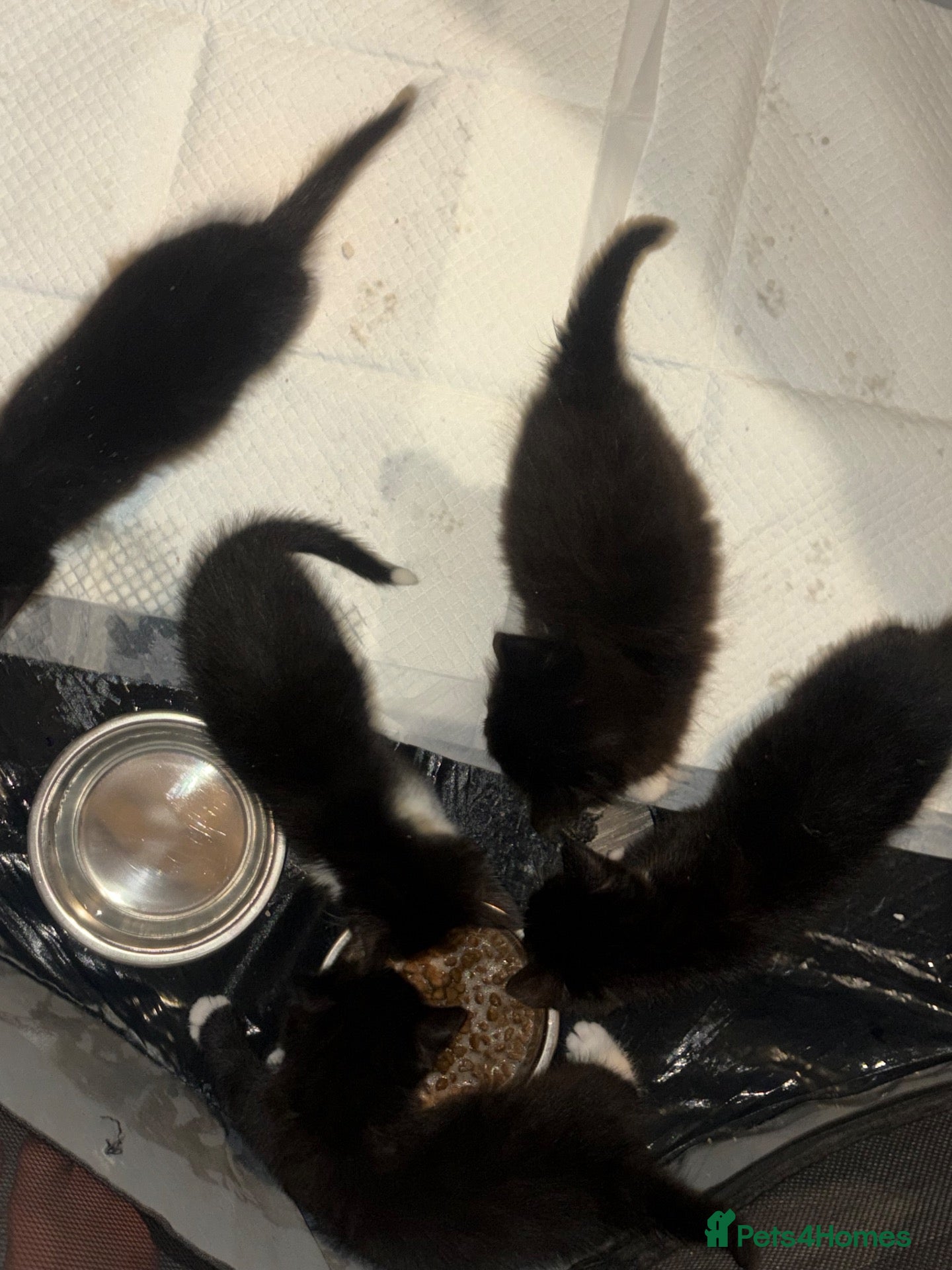 Mixed Breed cats for sale: British long haired mix breeds  - Advert 20