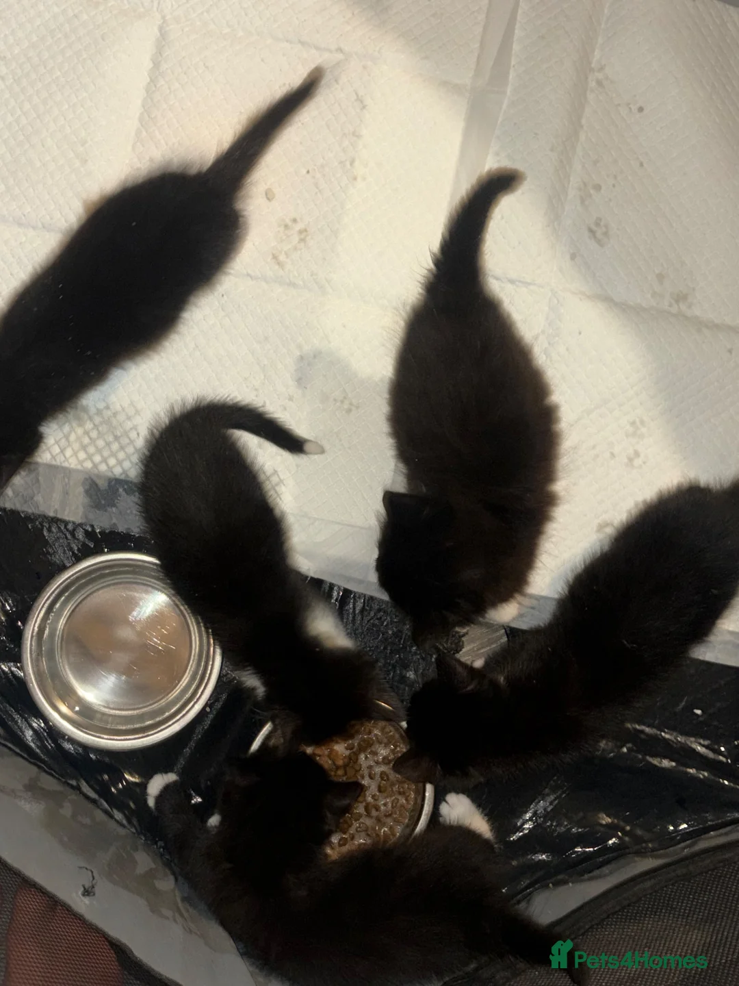 Mixed Breed cats for sale: British long haired mix breeds  - Advert 1