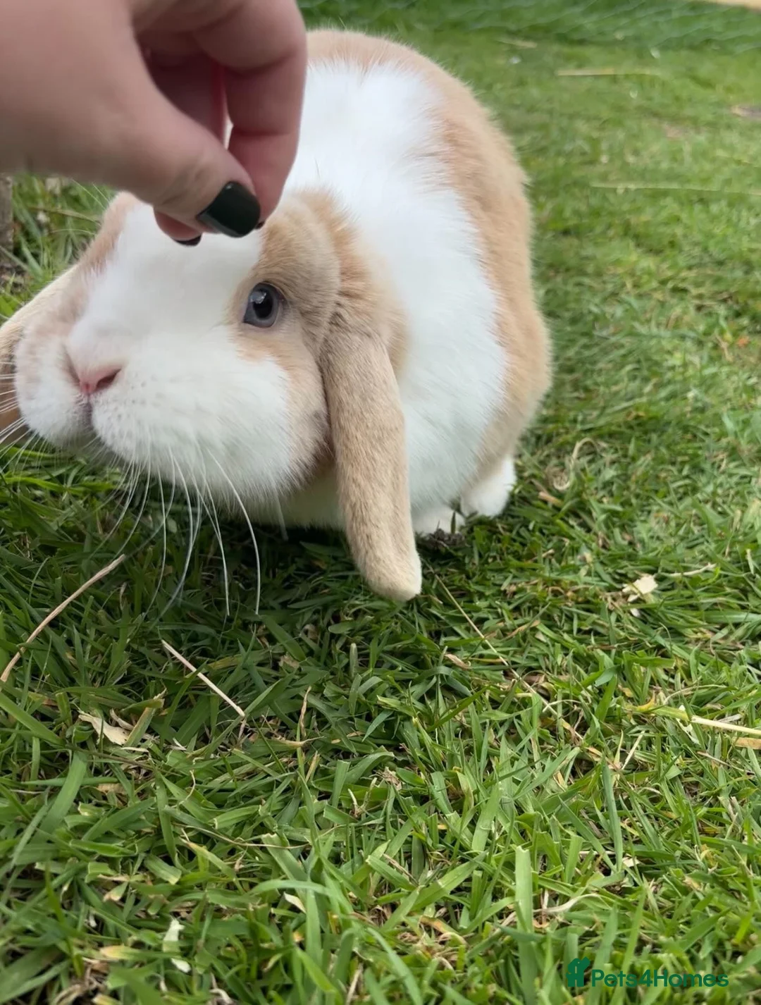 Mini Lop rabbits for sale: 🐰 Adult Doe — Pet Home Only 🐰 - Advert 2