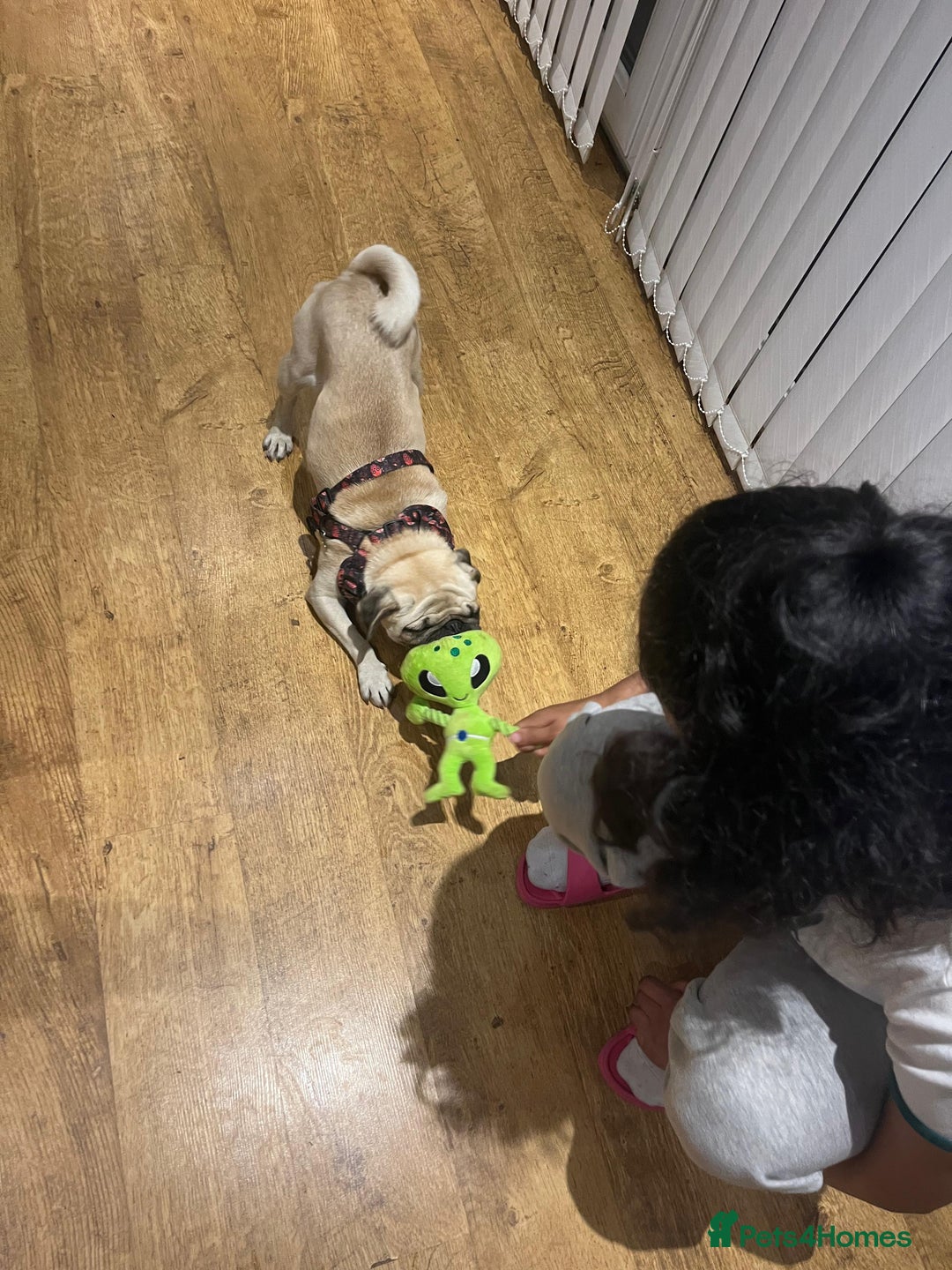 Pug dogs for adoption: 💖🐶 LOLA 🐶💖 - Image 5
