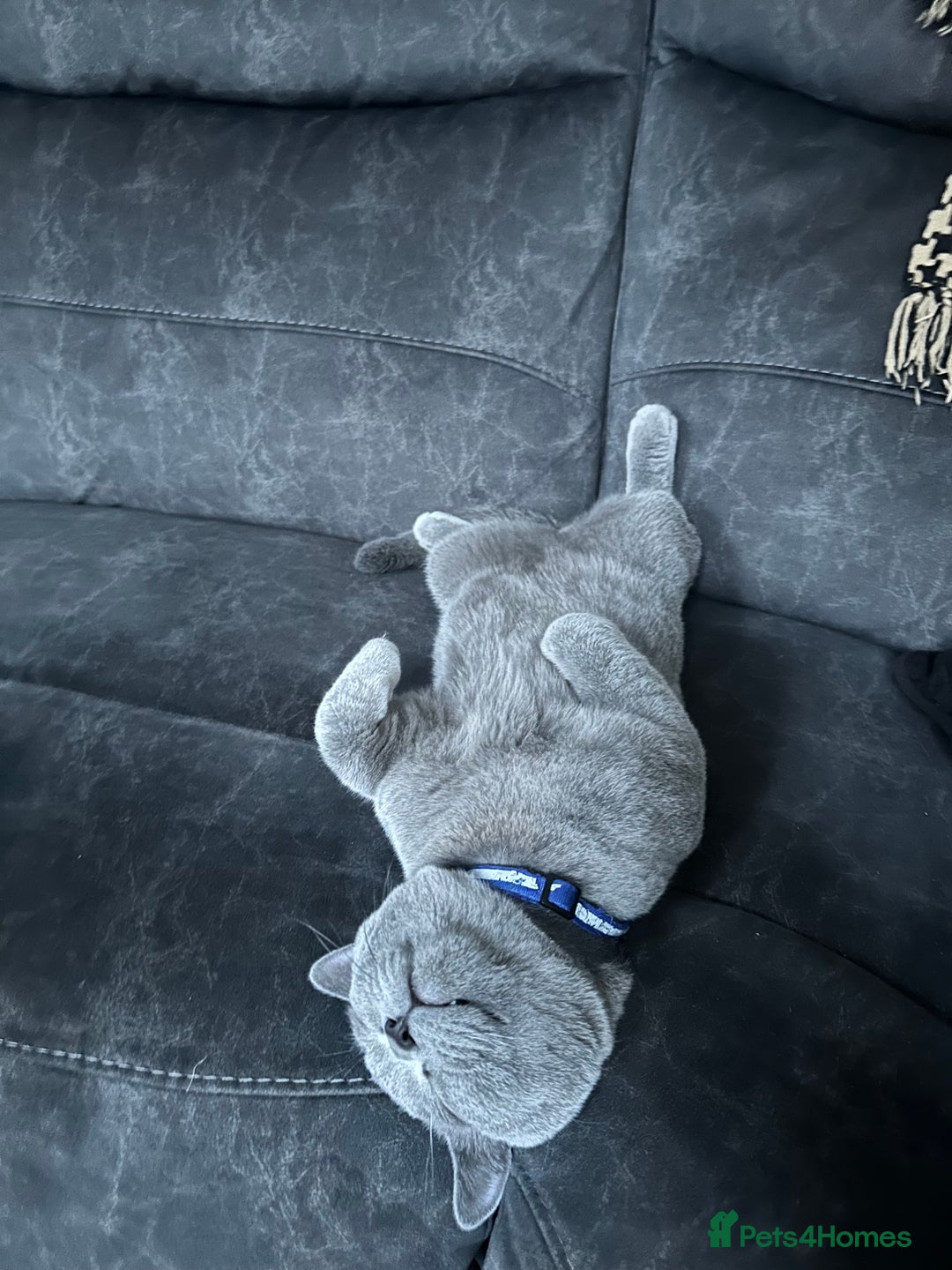 British Shorthair cats for sale: Cat for rehoming  - Image 7