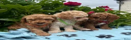 Cavapoochon dogs for sale: Cavapoochon puppies  - Advert 6