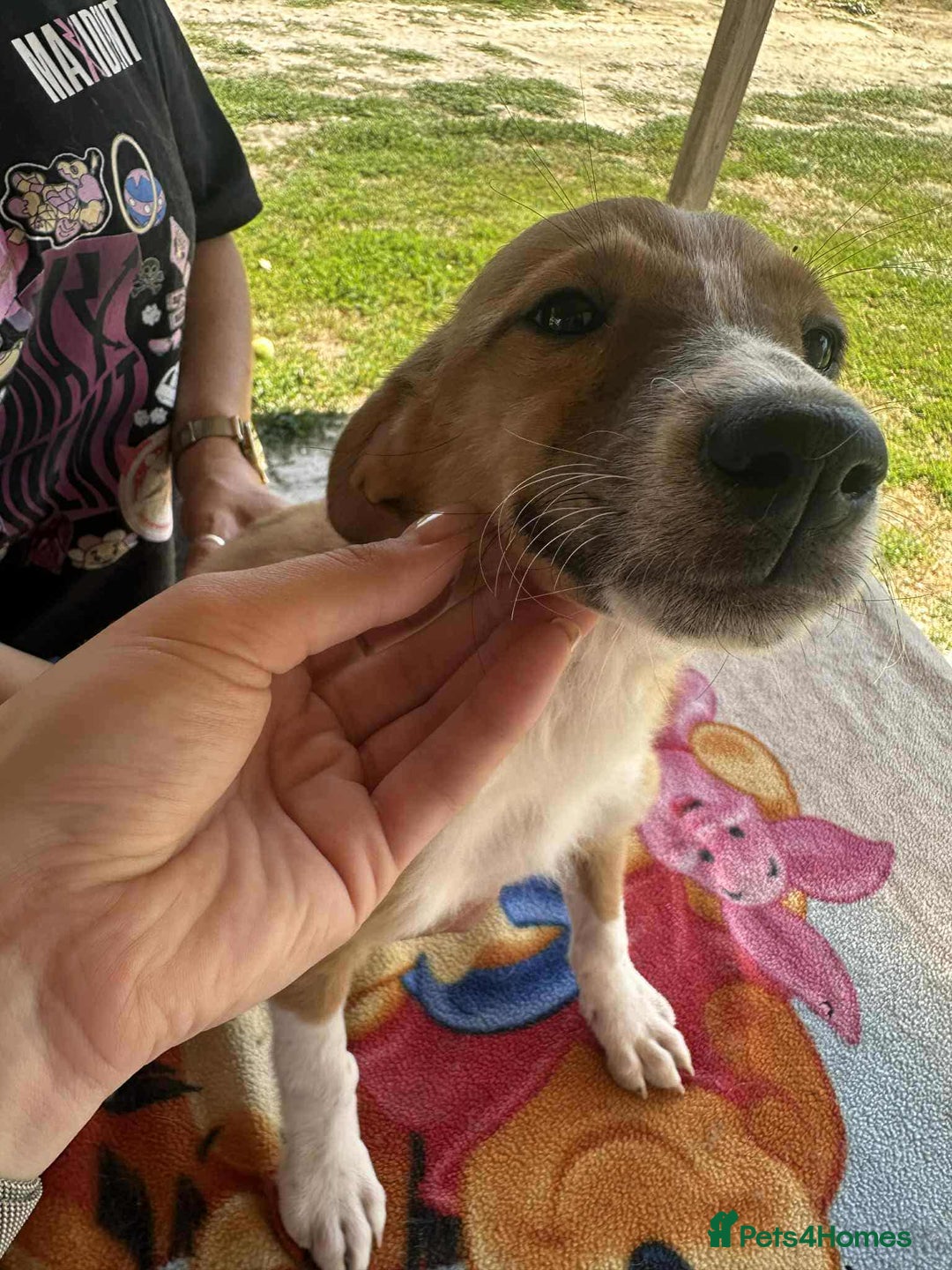 Mixed Breed dogs for adoption: Heidy for adoption - Image 3