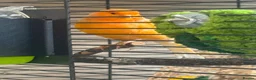 Canaries birds for sale: 3 Gorgeous Bright Orange Canaries  in Sunderland - Advert 3