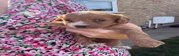 Cavapoo dogs for sale: Cavapoo puppies  - Advert 9