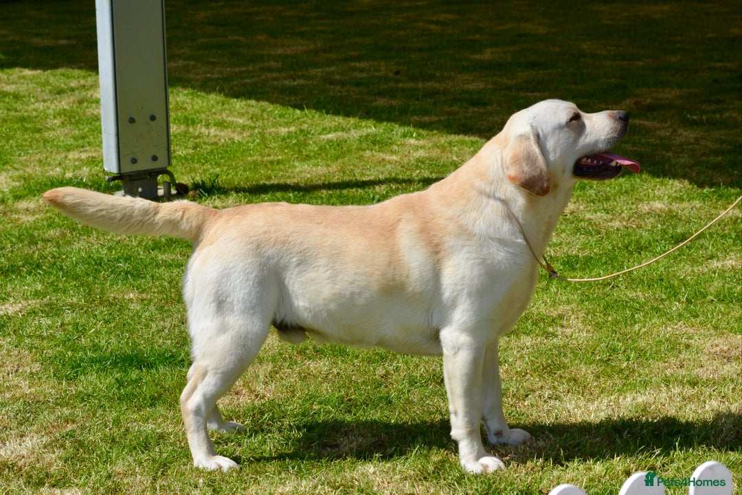 Labrador Retriever dogs for sale: Female Labrador Puppies - Advert 2
