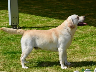 Labrador Retriever dogs Female Labrador Puppies - Advert 1