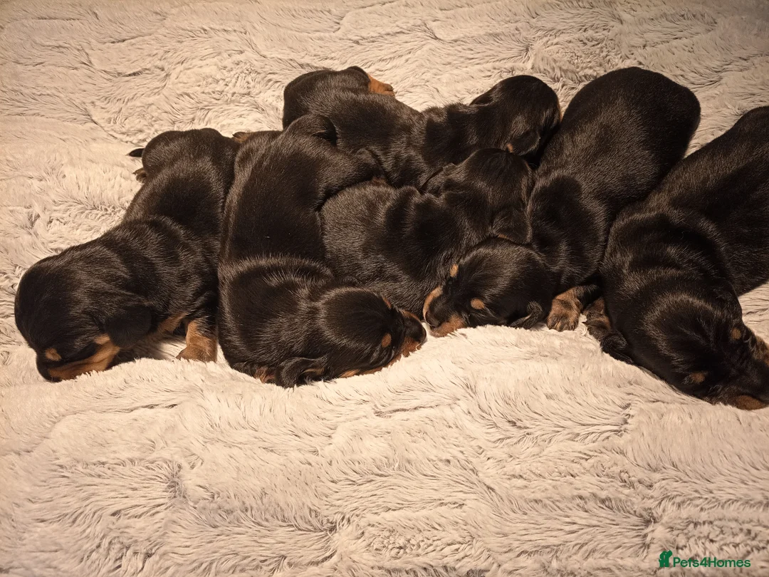 Dachshund dogs for sale: Dachshund puppies  in Corwen - Advert 2