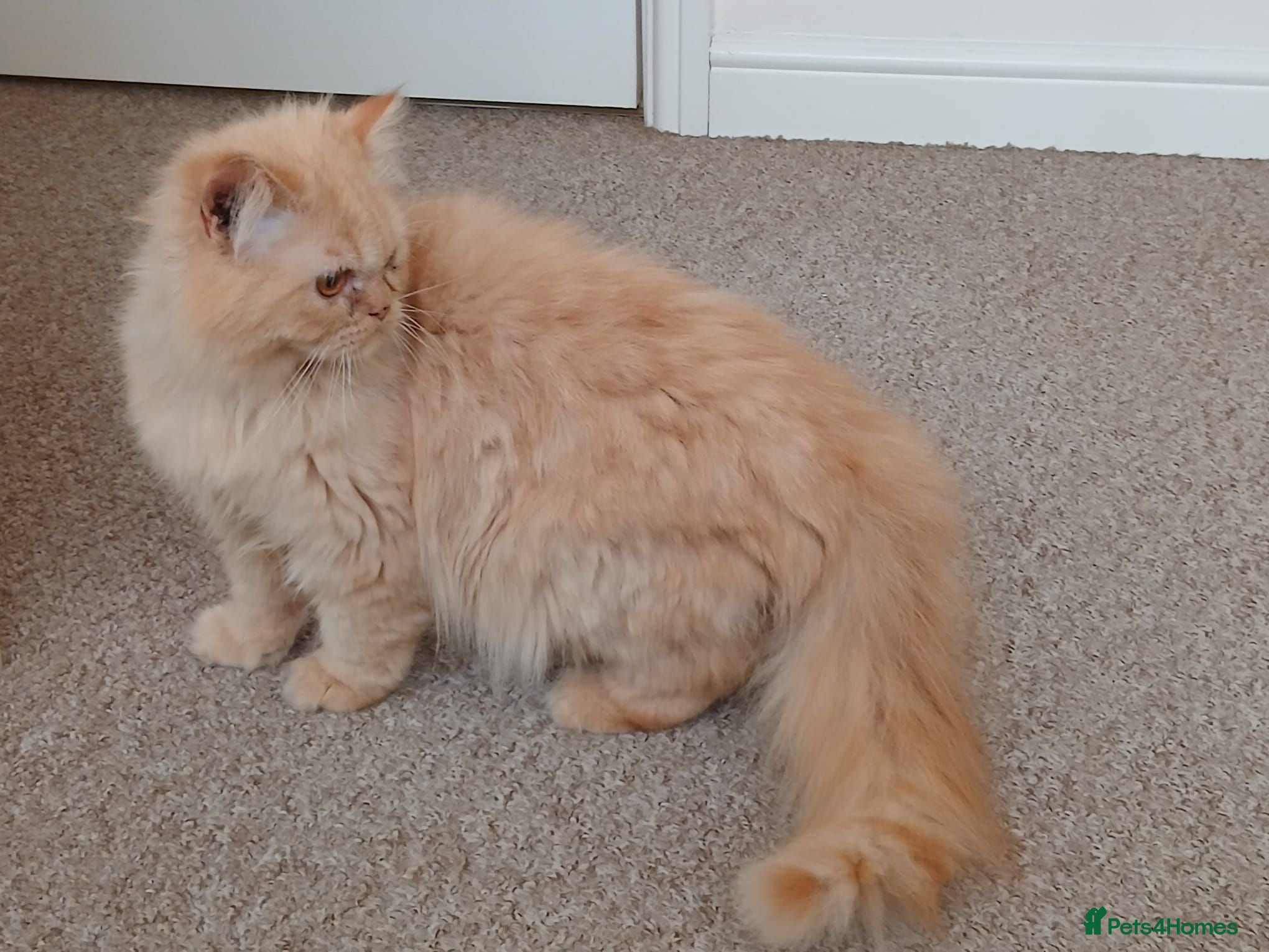 Persian cats Persian father and son for sale - Advert 10