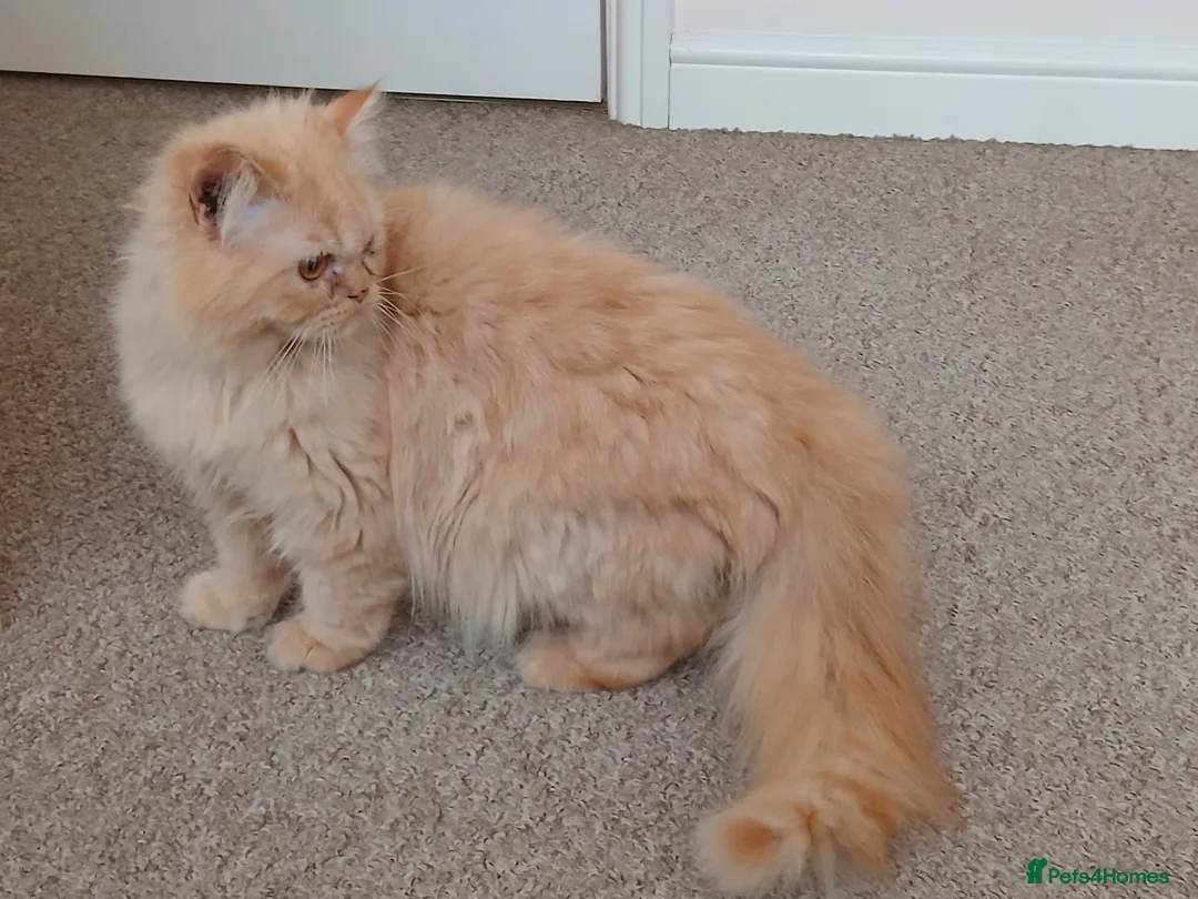 Persian cats for sale: Persian father and son for sale - Advert 1