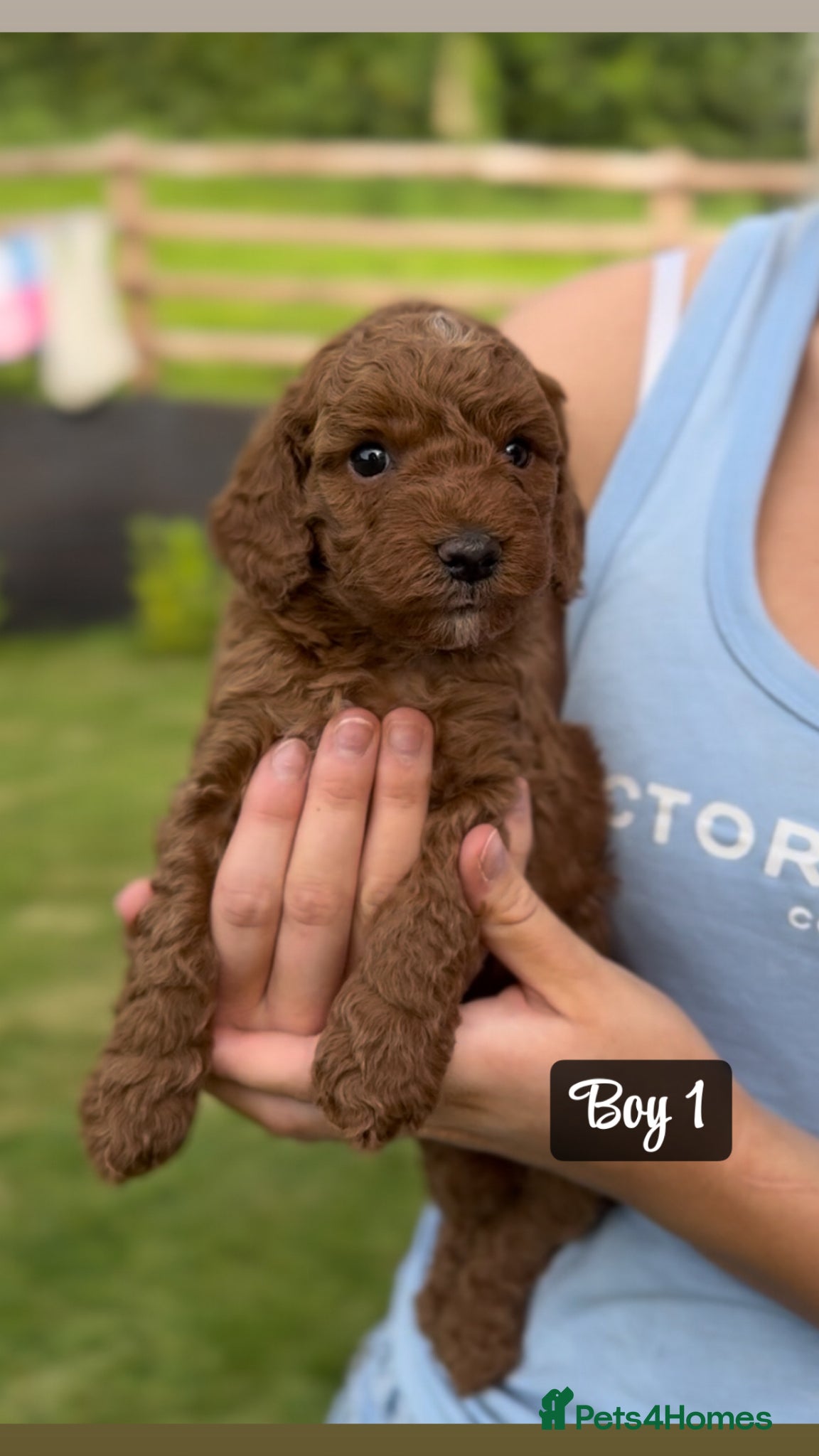 Miniature Poodle dogs KC Registered Deep Red Miniature Poodle Puppies - Advert 8