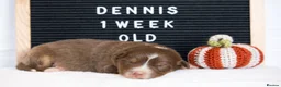 Australian Shepherd dogs for sale: KC registered Australian shepherd  - Advert 12