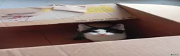 Mixed Breed cats for sale: Cute piebald kittens  - Advert 12