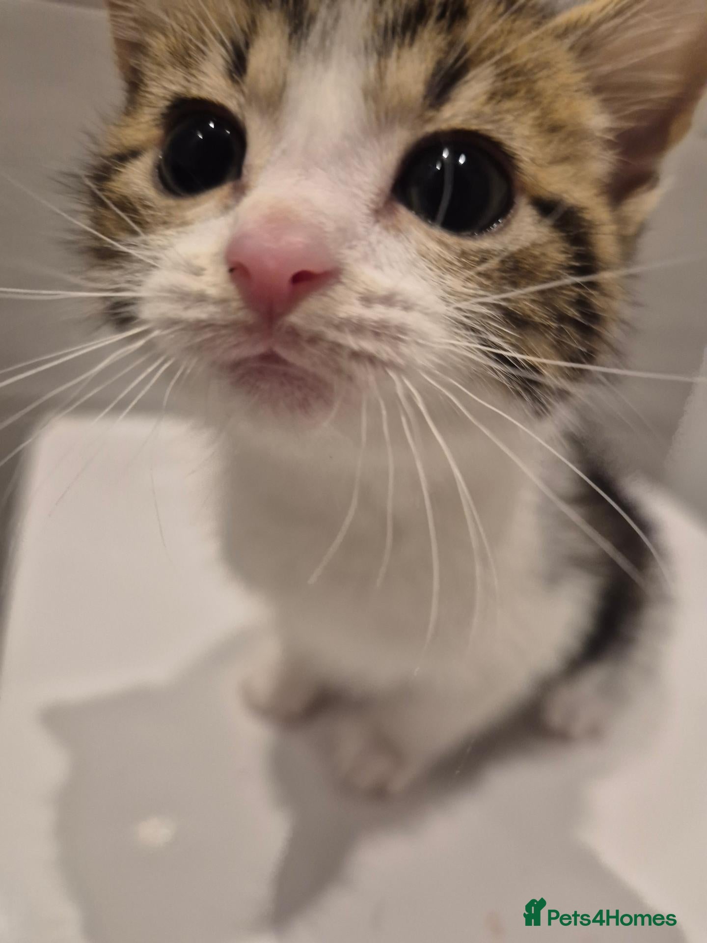 Mixed Breed cats Fluffy boy needing looking for a new home - Advert 5