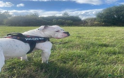Olde English Bulldogge dogs for sale: Good home needed - Image 2