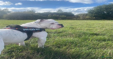 Olde English Bulldogge dogs - Advert 5