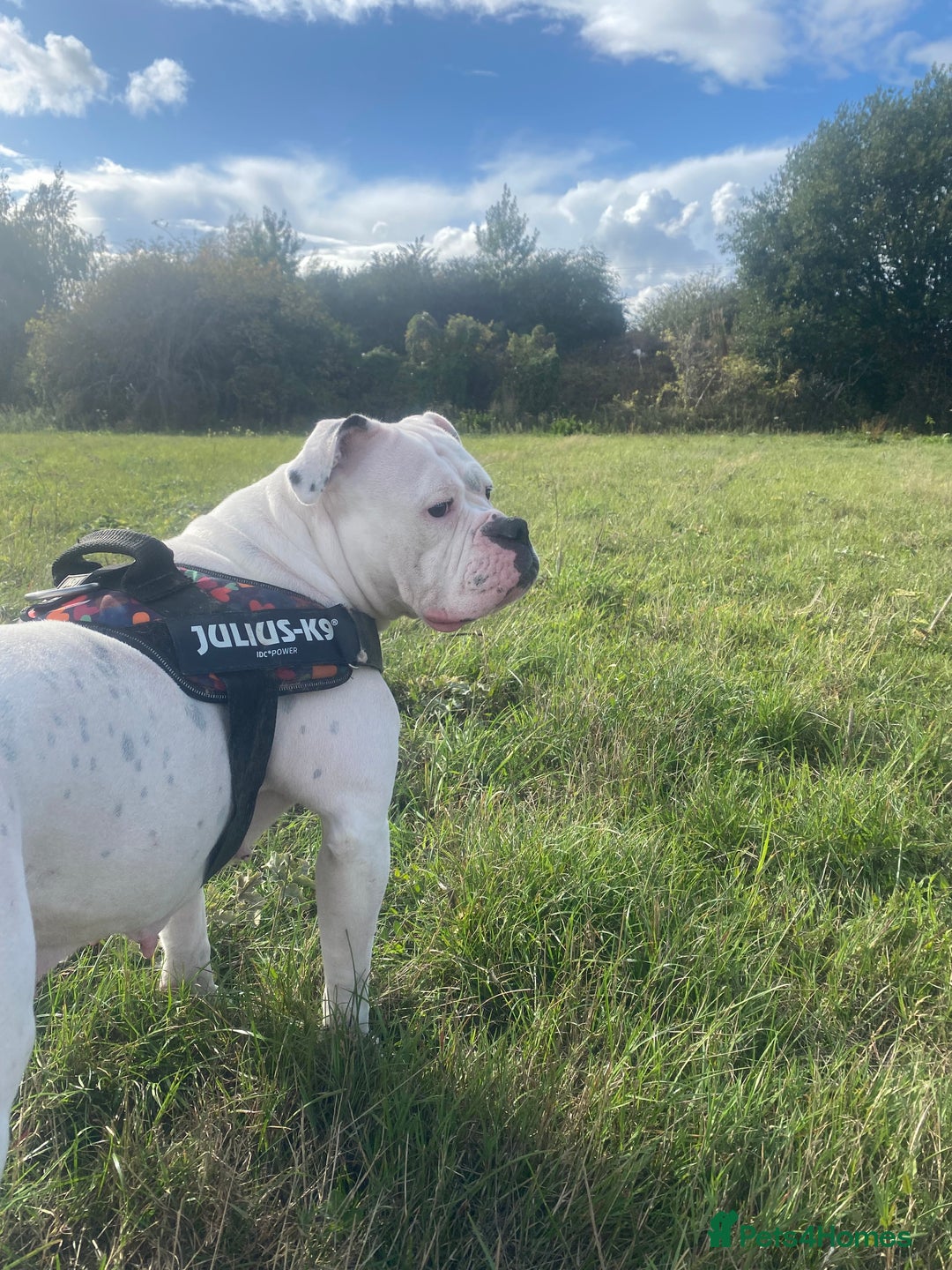 Olde English Bulldogge dogs for sale: Good home needed - Image 2