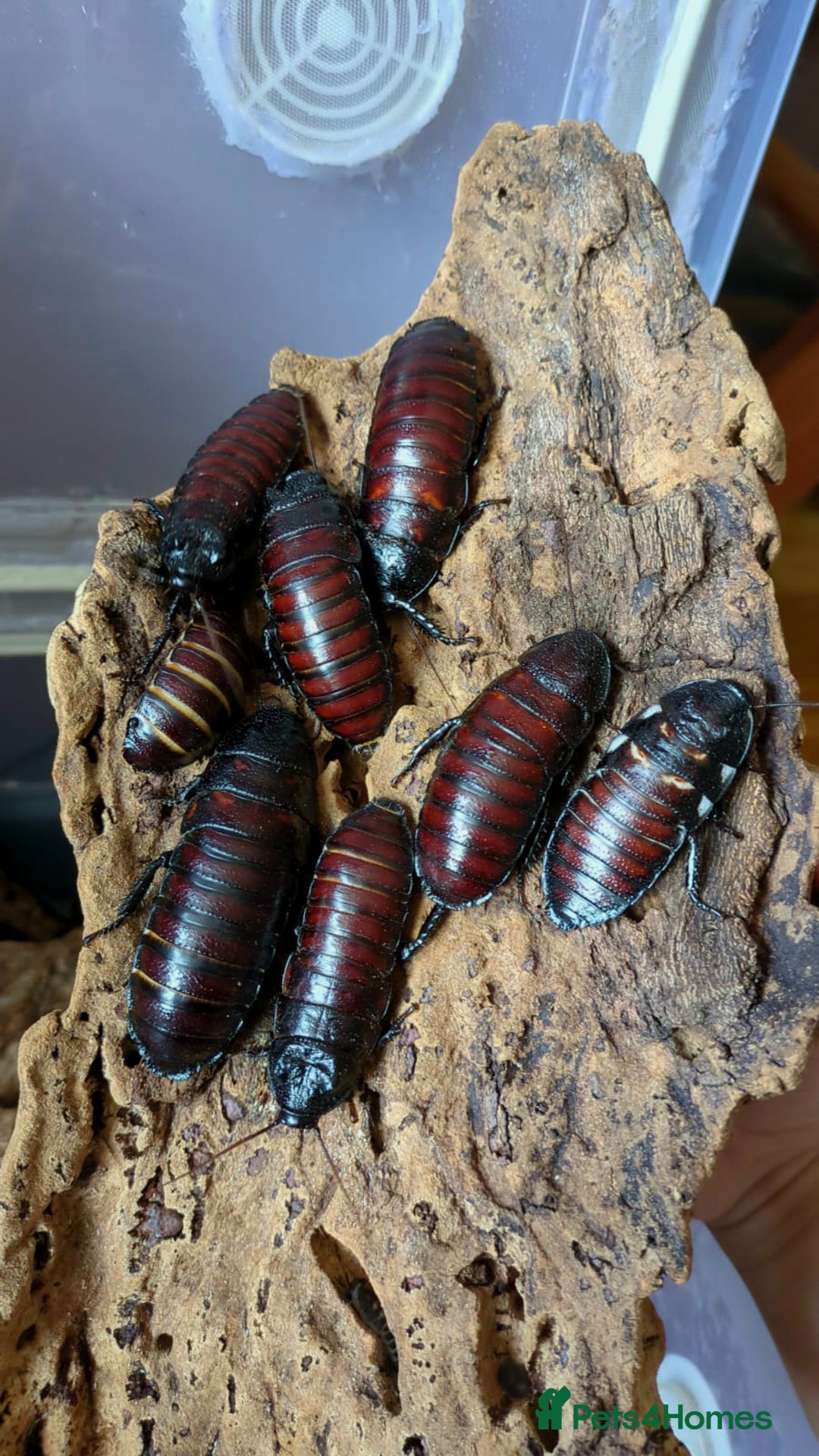 Cockroaches invertebrates for sale: Madagascan Hissing Cockroaches (hissers) - Advert 3