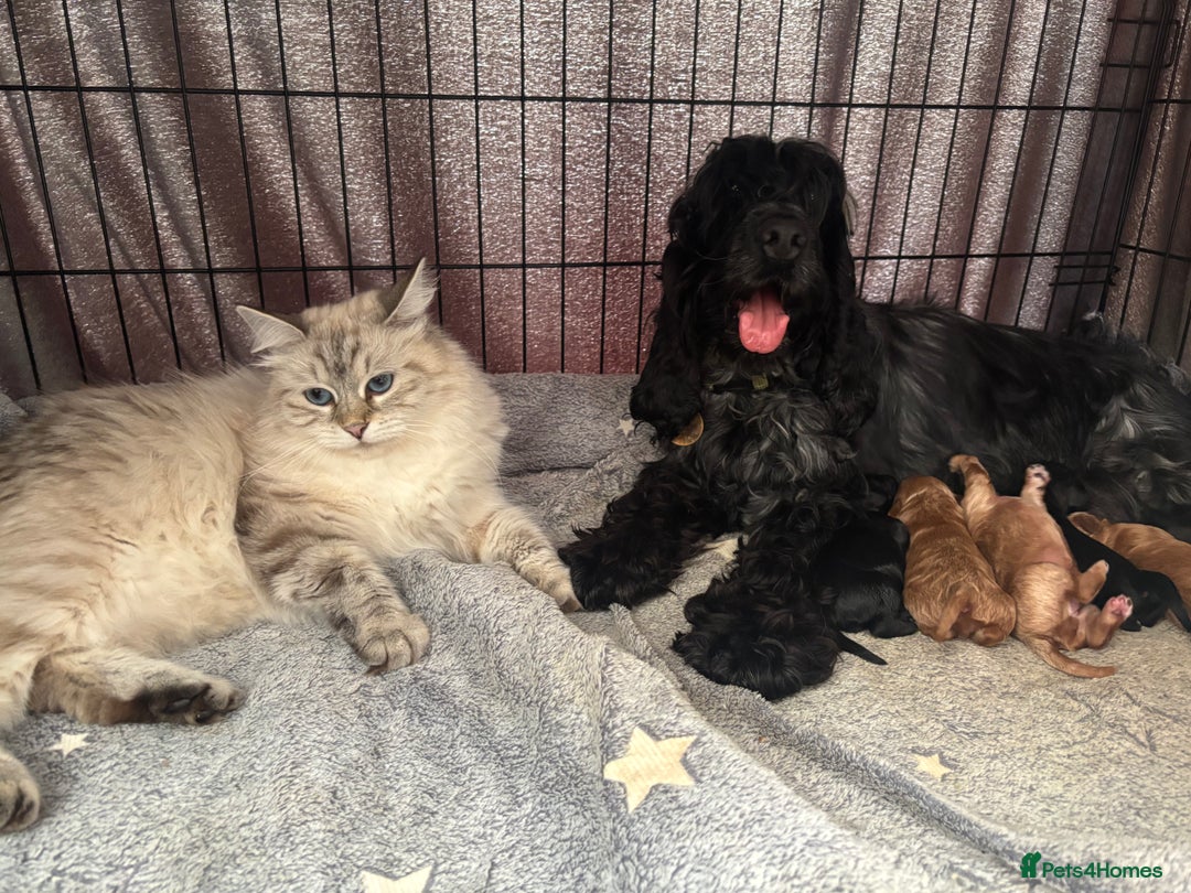 Cockapoo dogs for sale: TOY Cockapoo/ SHOW type F1 / License - Image 1